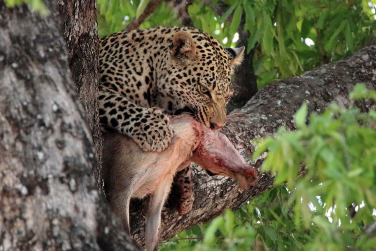 11. leopard.jpg