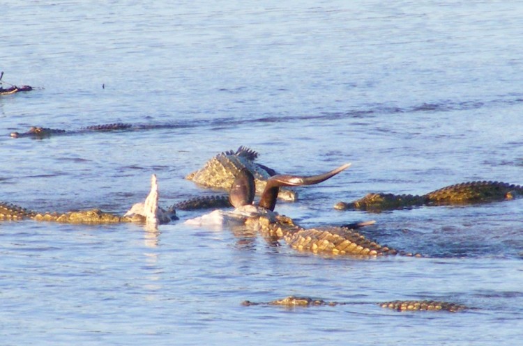2. croc.jpg