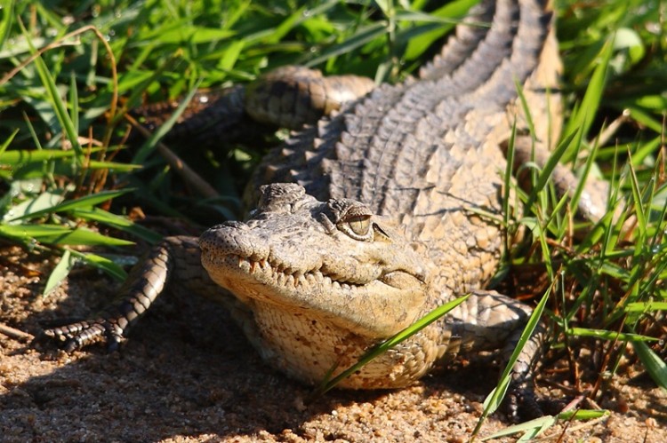 5.croc.JPG