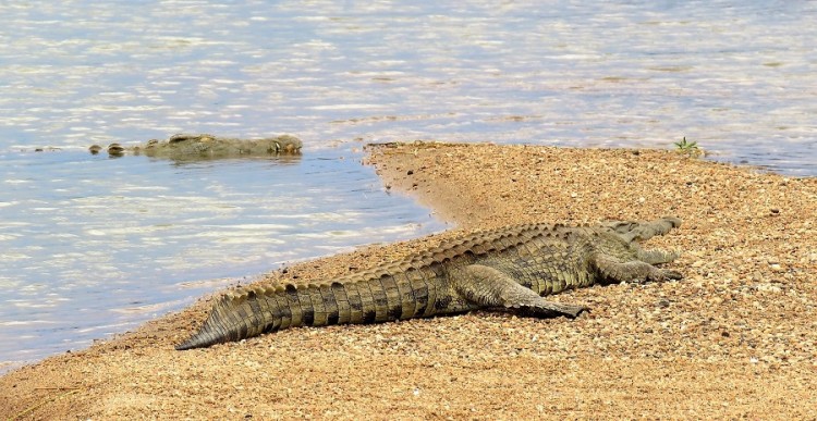 7. croc.JPG
