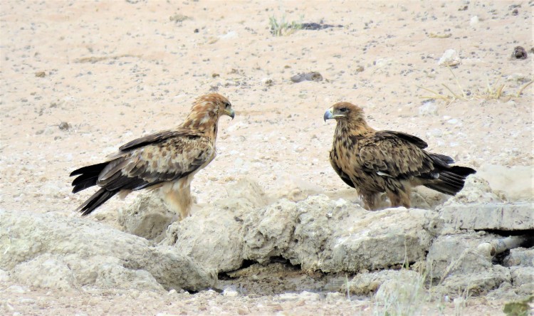 4. Eagle.JPG