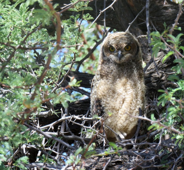Spotted Eagle-Owl Chick.JPG