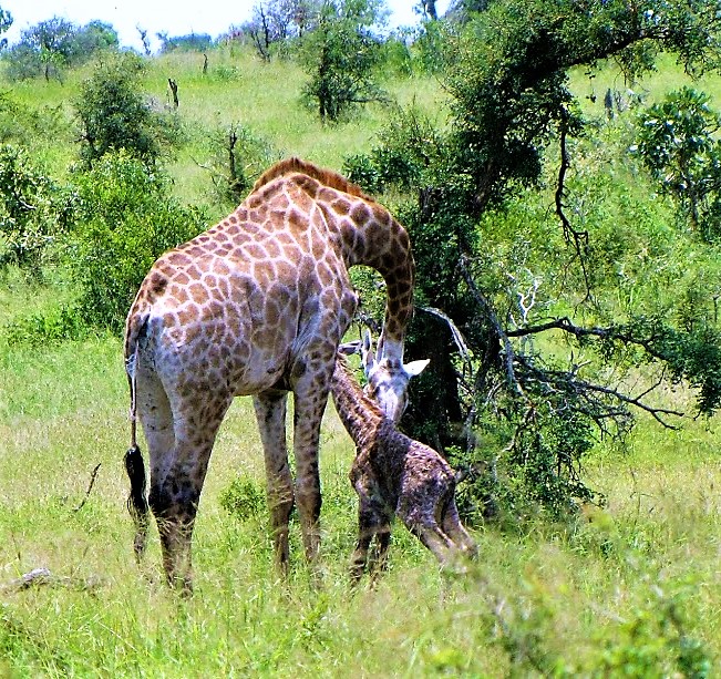 3. giraffe.JPG
