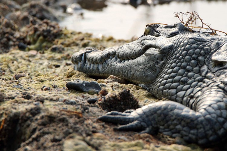 1. croc.jpg