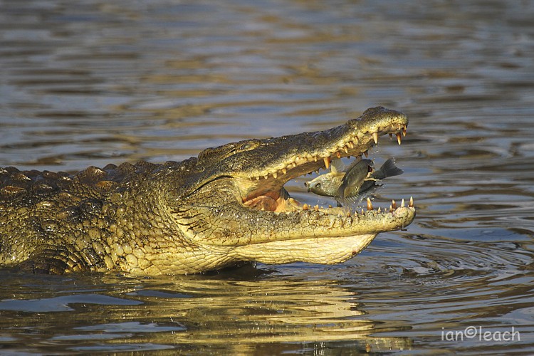 3. croc.jpg