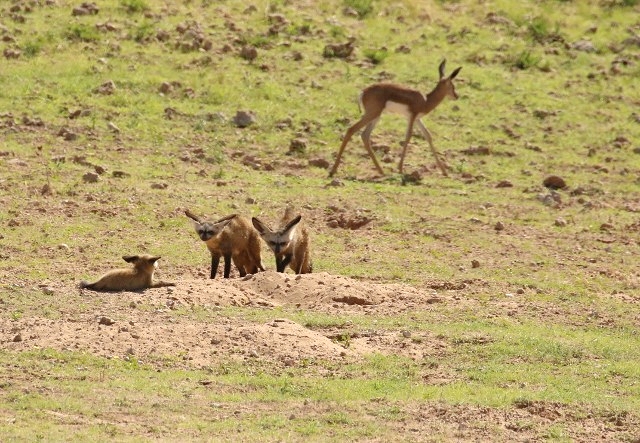 Bat-eared Fox+Springbok 20 points