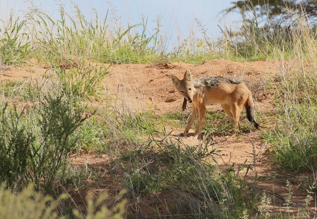 Black-backed Jackal+Four Grass Stripe Black-backed Jackal+Four Grass Stripe Mouse - 25 points
