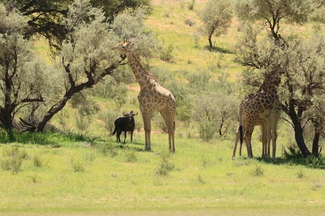 Giraffe+Gnu - 15 points