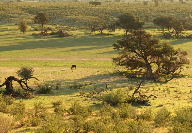 Gnu+Red Hartebeest - 10 points