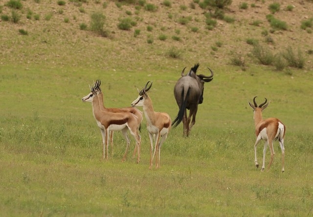 Gnu+Springbok - 10 points