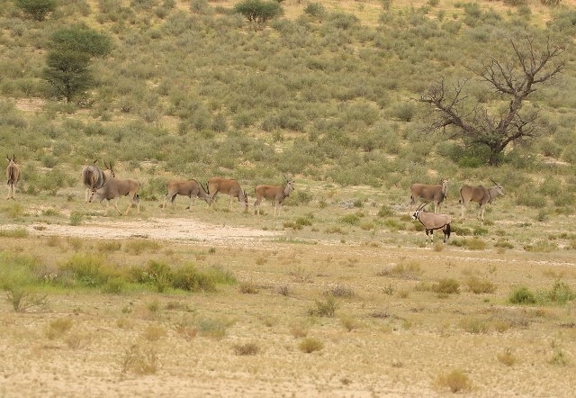 Eland+Oryx - 35 points