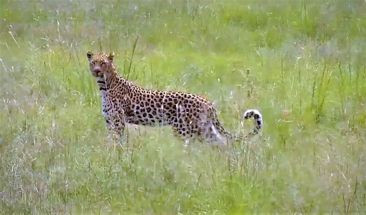 Twin dams female.jpg