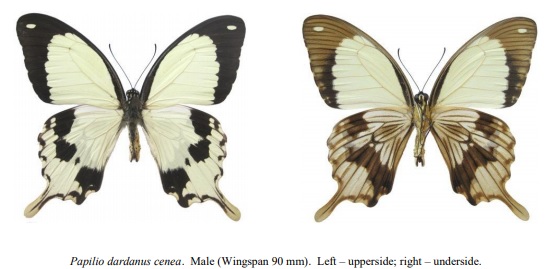 Papilio dardanus cenea Male.jpg