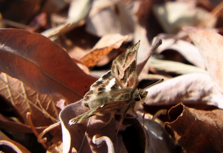 Caprona pillaana, Ragged skipper, Sabi Sands.jpg