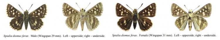 Spialia diomus ferax.jpg