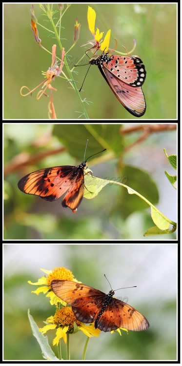 Acraea natalica.jpg