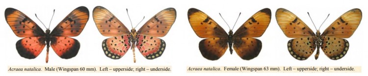 Acraea natalica.jpg
