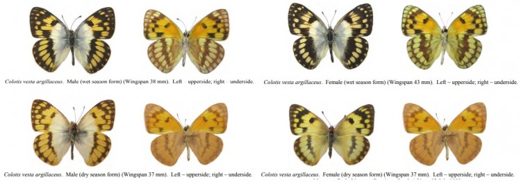 Colotis vesta argillaceus.jpg