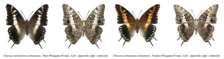 Charaxes achaemenes.jpg