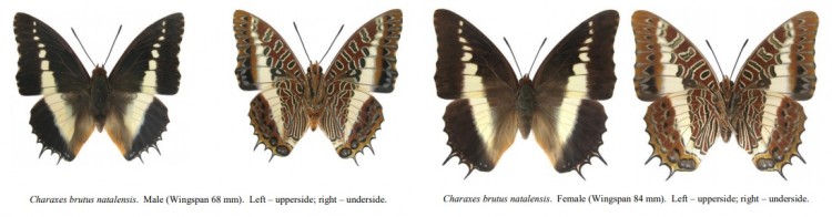 Charaxes brutus natalensis.jpg