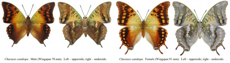 Charaxes candiope.jpg