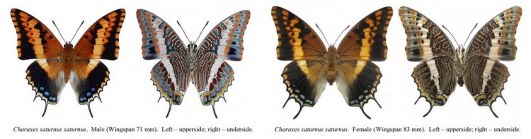 Charaxes jasius saturnus.jpg