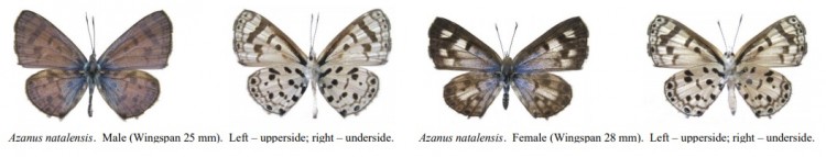 Azanus natalensis Metamorphosis.jpg