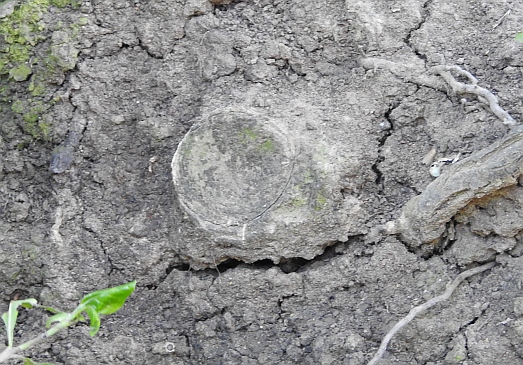 trapdoor spider.jpg