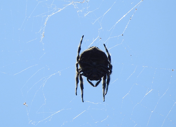 Araneus nigroquadratus.jpg