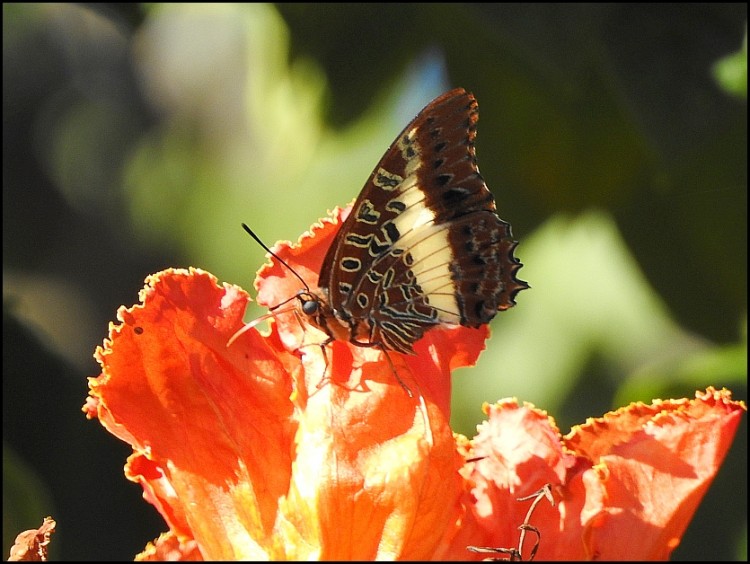 Charaxes brutus natalensis.jpg
