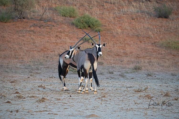 Gemsbok Pair.jpg