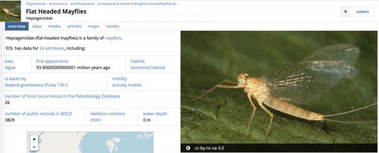 mayfly.jpg