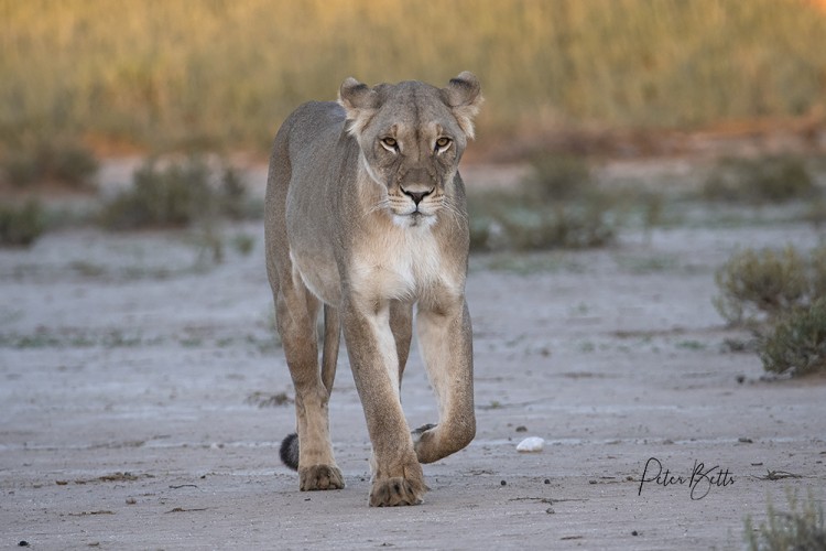 Approaching Kalahari Lioness 2.jpg