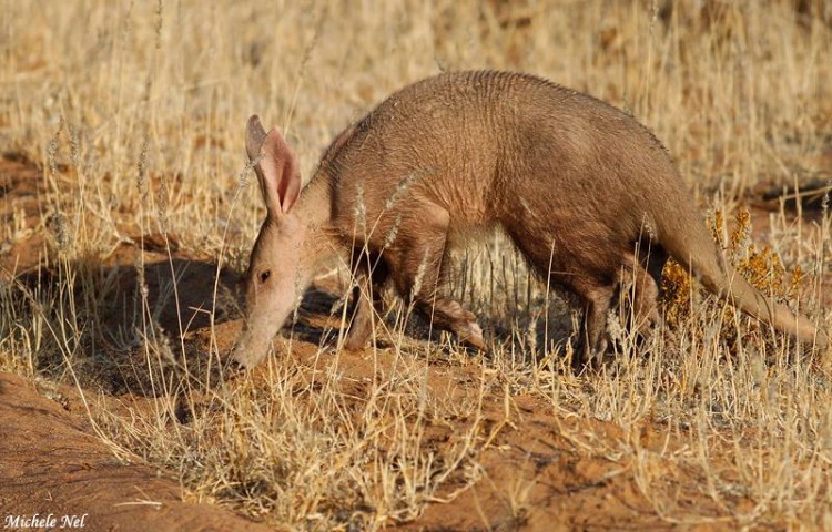 Aardvark
