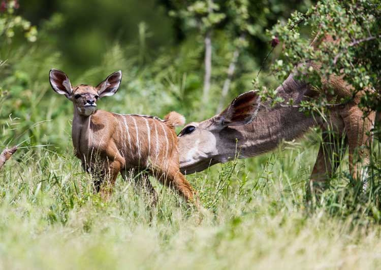 1.Kudu.jpg