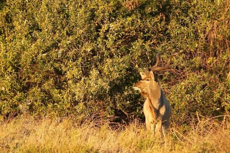 5. Kudu.jpg