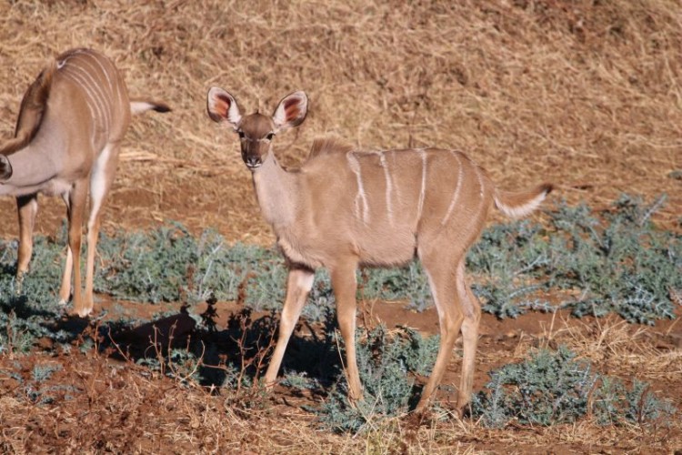 6. Kudu.jpg