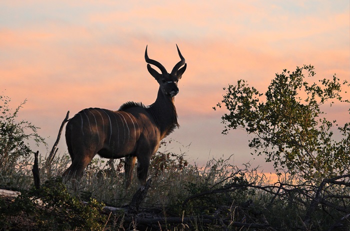 7. Kudu.jpg