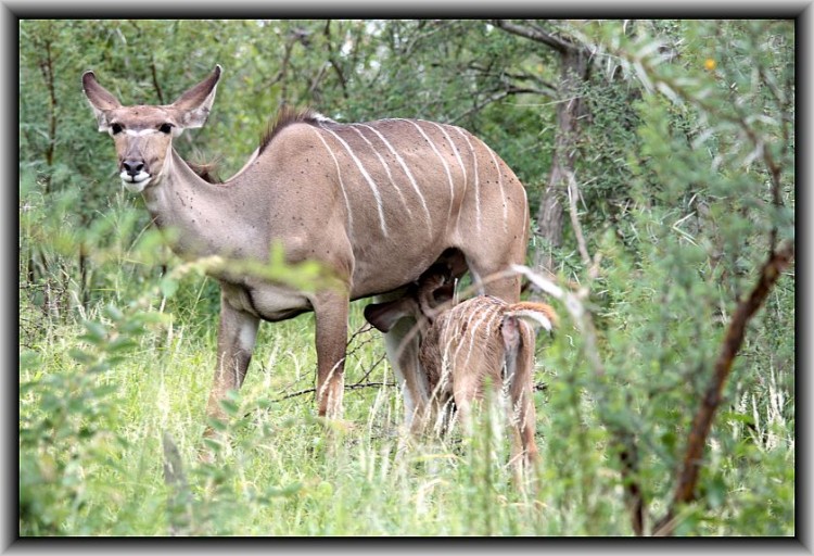 8. Kudu.jpg