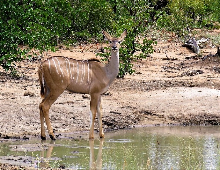 10. Kudu.JPG