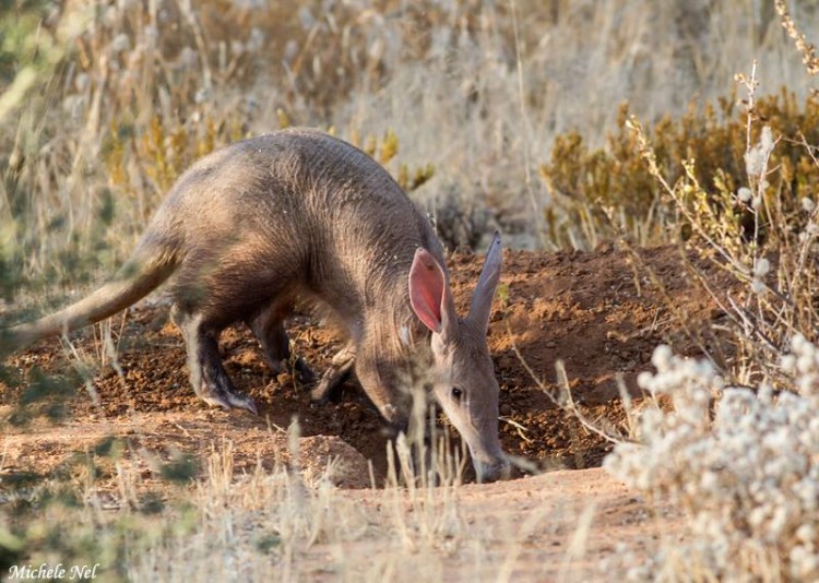 Aardvark heading for her/his hole