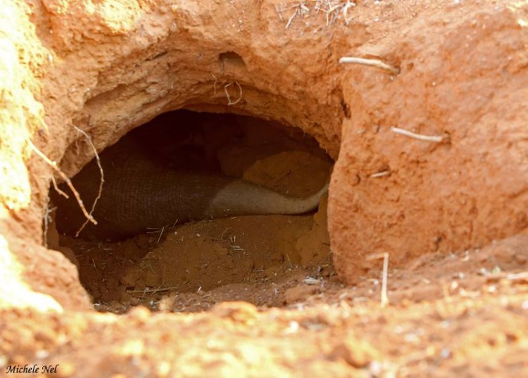 Aardvark in hole