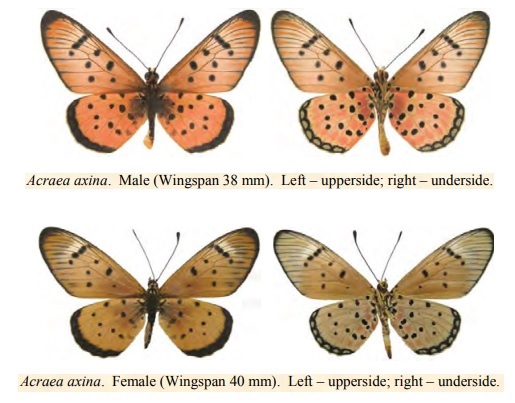 Acraea axina.jpg