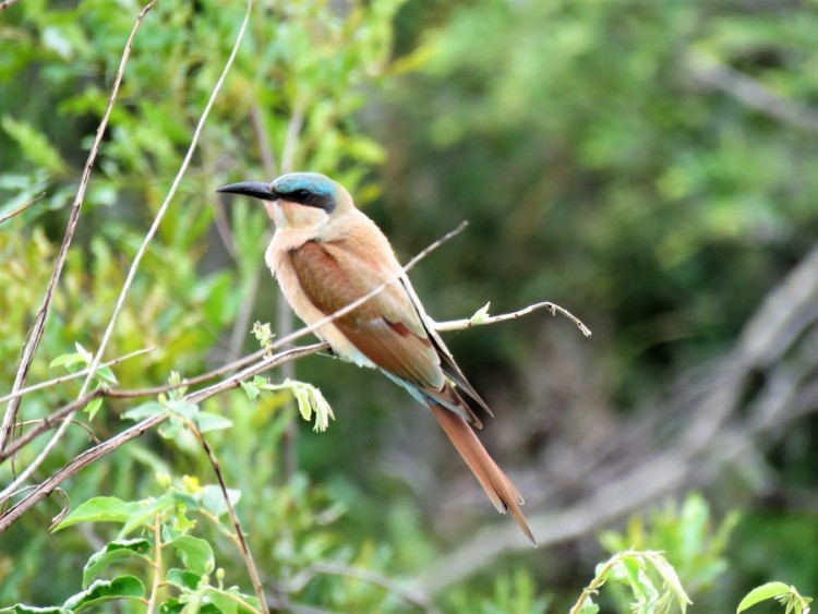 IMG_5710Juv. Carmine bee-eater.JPG