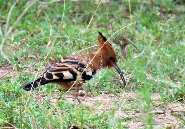 IMG_5716 Hoopoe.JPG