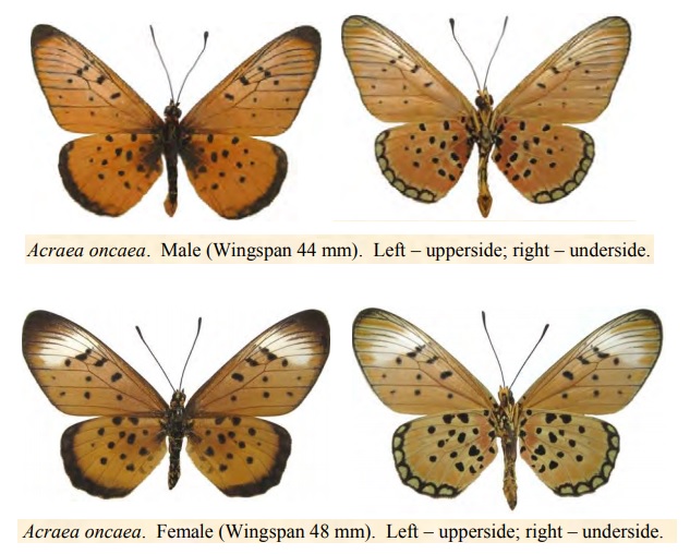 Acraea oncaea.jpg