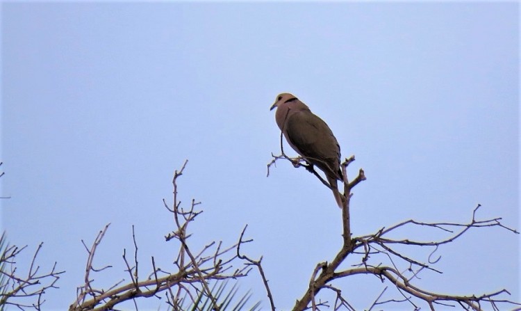 IMG_5860 Red-eyed dove.JPG