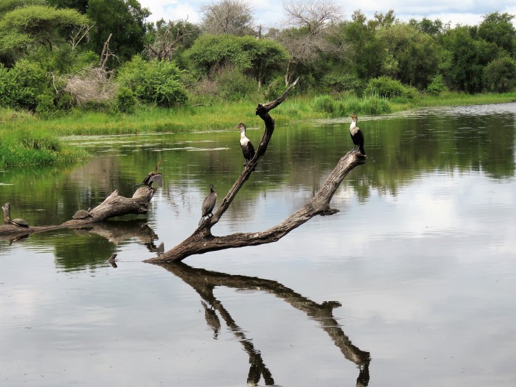African darter+white-breasted cormorant 110p.JPG