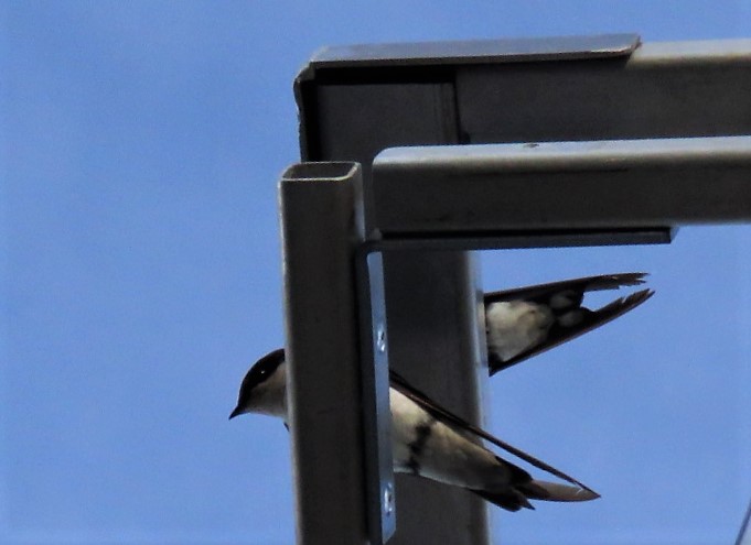 IMG_6068 Wire-tailed swallow.JPG