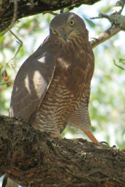 163. Dark Chanting Goshawk Melierax metabates.jpg